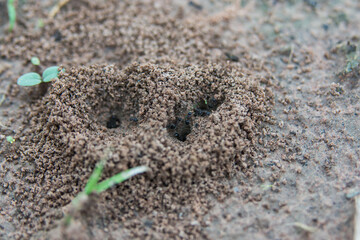Several ants are entering and leaving the nest.