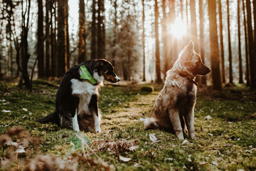 Berger belge Tervuren
