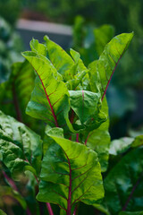 Tasty leaves of red chard plant. High quality photo