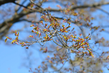 Japanese Maple