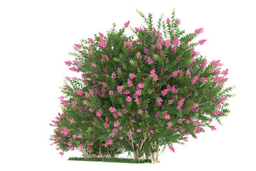 Forest on transparent background. 3d rendering - illustration