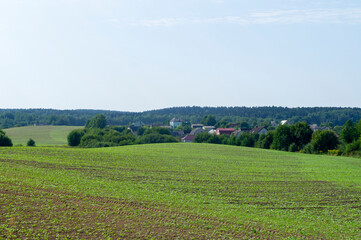 Fototapeta na wymiar Summer agro field. Green landscape European