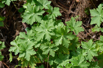 Rock cranesbill