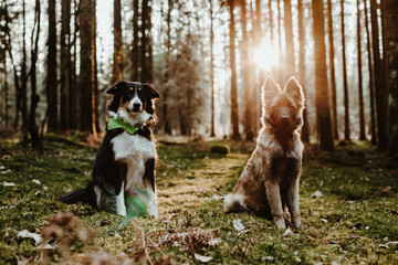 Berger belge Tervuren