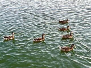 Ducks swimming in the pond