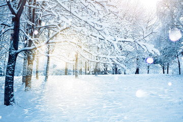 Beautiful view of park on winter morning - cold sun shines through  branches of snow-covered trees. Winter natural landscape.