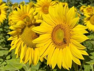 Obraz premium Beautiful sunflower in the field on a sunny day