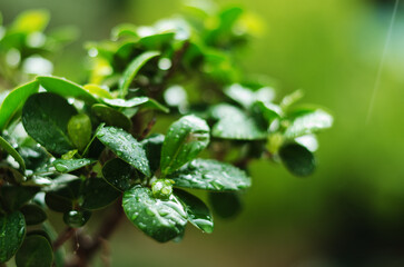 Close up background of decorative  green ficus in a pot in the greenhouse. Leaves with raindrops. Autumn season. Top view, flat lay.