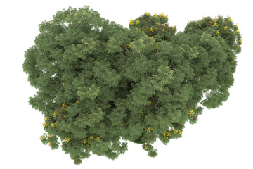 Forest on transparent background. 3d rendering - illustration © Elscar Studios