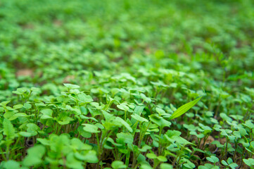 Summer green grass closeup. Agricultural field with plants in the sun. Background for graphic design of agro booklet.