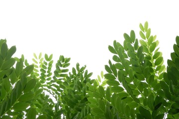 Tropical trees with leaves branches on white isolated background for green foliage backdrop 