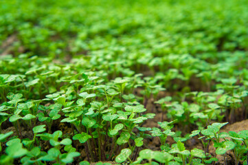 Summer green grass closeup. Agricultural field with plants in the sun. Background for graphic design of agro booklet.