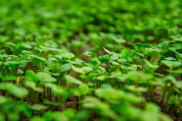 Summer green grass closeup. Agricultural field with plants in the sun. Background for graphic design of agro booklet.