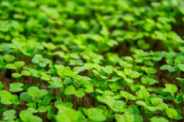 Summer green grass closeup. Agricultural field with plants in the sun. Background for graphic design of agro booklet.