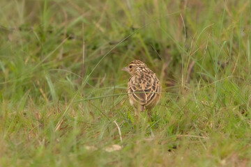 Jerdon’s Bushlark (Mirafra affinis)