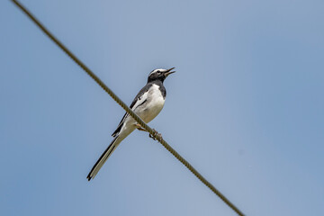 white-browed wagtail or large pied wagtail (Motacilla maderaspatensis) 