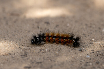 Moth Caterpiller (Lepidoptera)