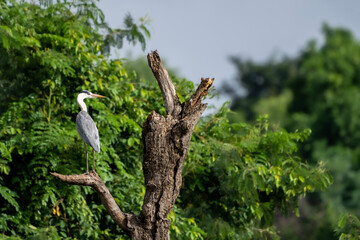 grey heron (Ardea cinerea)