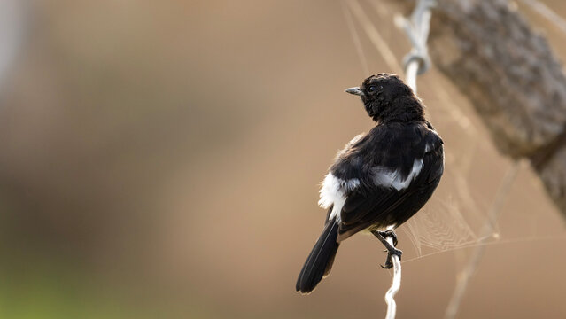 pied bush chat (Saxicola caprata) 
