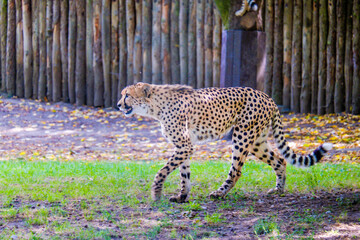 Leopard walking