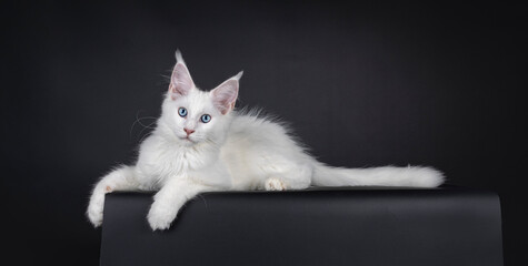 Adorable solid white Maine Coon cat kitten with blue eyes, laying side ways on edge. Looking straight to camera. islated on a black background.