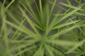 Fototapeta premium green background