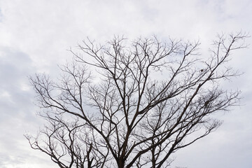 Fototapeta na wymiar Leafless tree with cloudy sky background