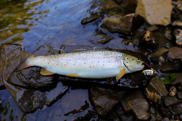 Thirty centimetres beautiful big indigenous trout on a wild mountains river in a very beautiful morning fishing day. 