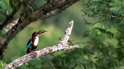 white-throated kingfisher (Halcyon smyrnensis)
