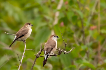 Indian silverbill or white-throated munia (Euodice malabarica)