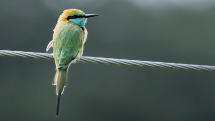 Asian green bee-eater (Merops orientalis),