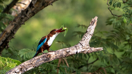 white-throated kingfisher (Halcyon smyrnensis)