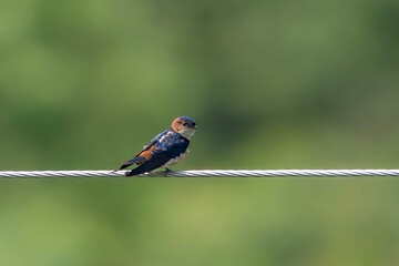 red-rumped swallow (Cecropis daurica)