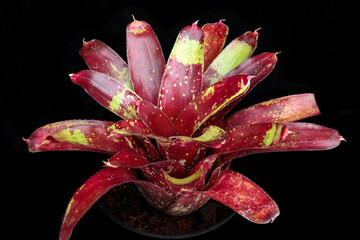 Bromeliad plant: Neoregelia 'Gazpacho', a medium sized Neoregelia bromeliad with brilliant red and green colored leaves. Focus on the central water 'tank'