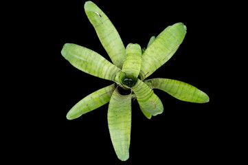 Bromeliad plant: Neoregelia ampullacea, a species in the genus Neoregelia, with pale green leaves and light barring. Focus on the centre water 'tank'