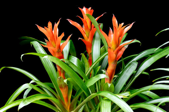 Orange flowers of Bromeliad Guzmania lingulata, a popular houseplant from the tropics. The flowers are actually tiny. Its the flower bracts that are dramatic