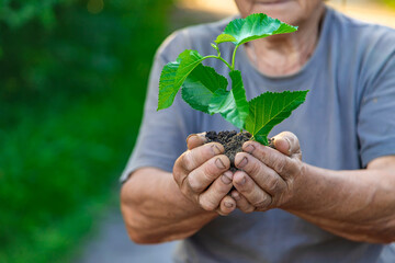 Grandmother is planting a tree in the garden. Selective focus.