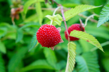 A red ripe large berry on a branch in the garden. Harvest