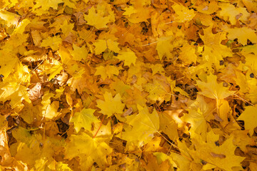 Natural autumn fallen yellow maple leaves on ground. Fallen leaf fall season.