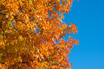 Bright yellowed oak leaves in fall against clear blue sky. Copy space