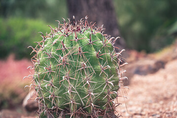 Cactus in the botanic garden (close up)