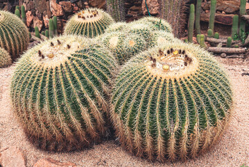Cactus in the garden