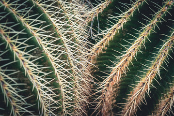 Beautiful cactus plant in the garden (macro)