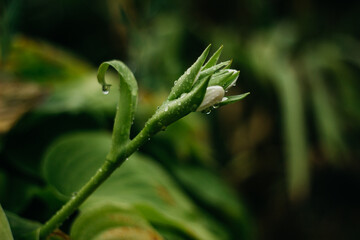 flowers after rain, raindrops on leaves and flowers
home flower garden after rain