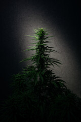 marijuana is a popular strain of skunk