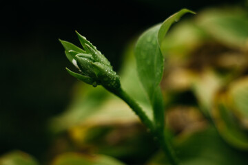 flowers after rain, raindrops on leaves and flowers
home flower garden after rain