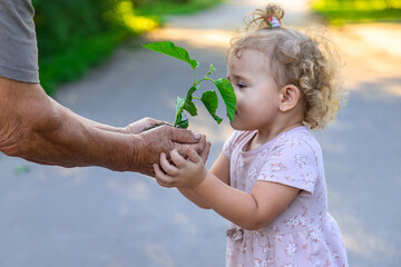 The child and grandmother are planting a tree. Selective focus.
