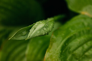 flowers after rain, raindrops on leaves and flowers
home flower garden after rain