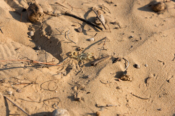 Scorpion in his natural environment found in the desert of the Middle East