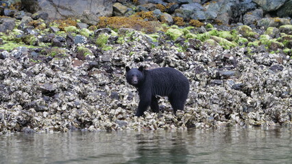 Black Bear, Ucluelet, Vancouver Island, Canada